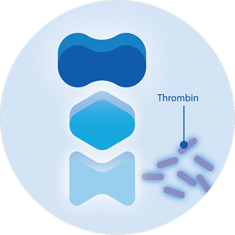 Illustration of thrombin