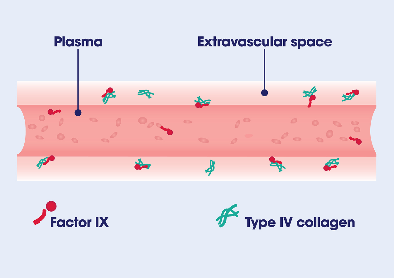 llustration of factor IX moving outside the bloodstream extravascular space. The illustration also shows plasma in the bloodstream, and type IV collagen outside the bloodstream.