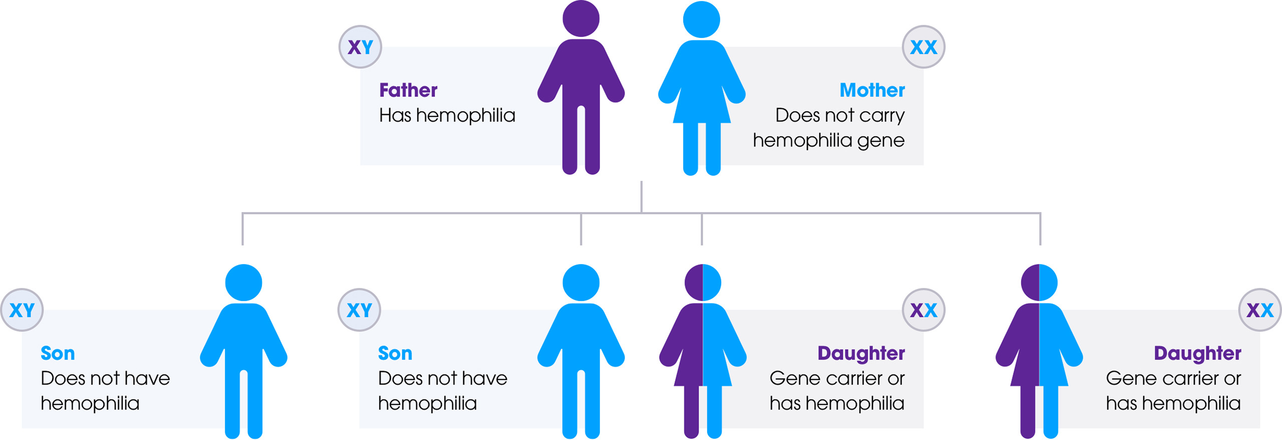 Father with hemophilia B, Mother without hemophilia B, Son without hemophilia B, Son without hemophilia B, Daughter with the hemophilia B gene, Daughter with the hemophilia B gene