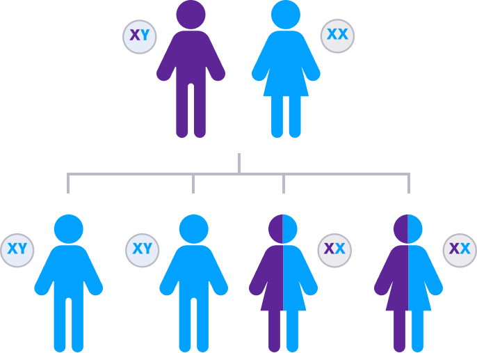 Father with hemophilia B, Mother without hemophilia B, Son without hemophilia B, Son without hemophilia B, Daughter with the hemophilia B gene, Daughter with the hemophilia B gene