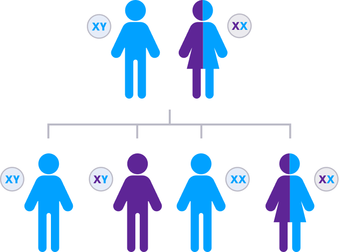 Father without hemophilia B, Mother with the hemophilia B gene, Son without hemophilia B, Son with hemophilia B, Daughter without the hemophilia B gene, Daughter with the hemophilia B gene